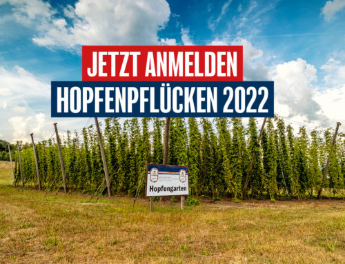 Das große Hopfenpflücken 2022